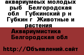 аквариумеых молодых рыб - Белгородская обл., Губкинский р-н, Губкин г. Животные и растения » Аквариумистика   . Белгородская обл.